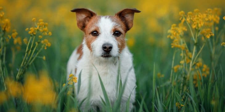 Um cachorro brando e marrom no meio de flores em um jardim