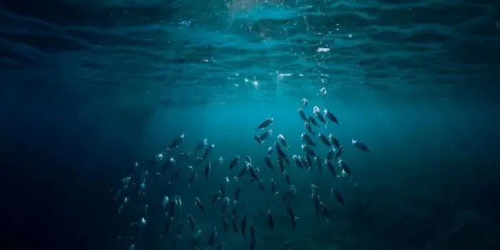cardume de peixes no meio do oceano azul