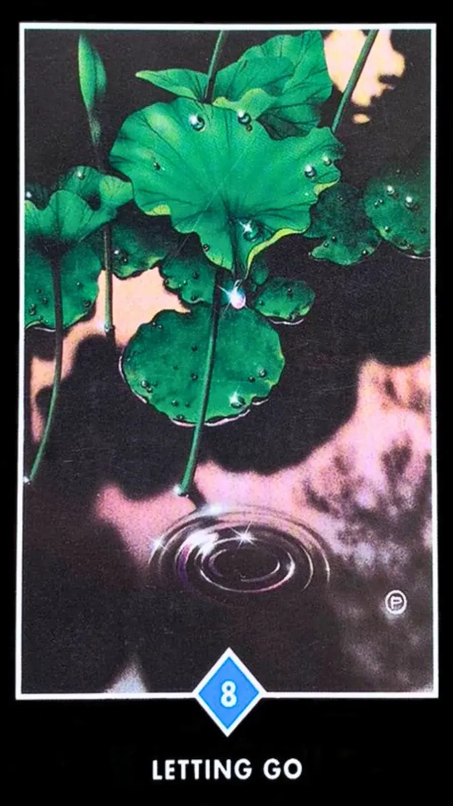 uma flor de l�tus verde em um lago com gotas de agua da chuva