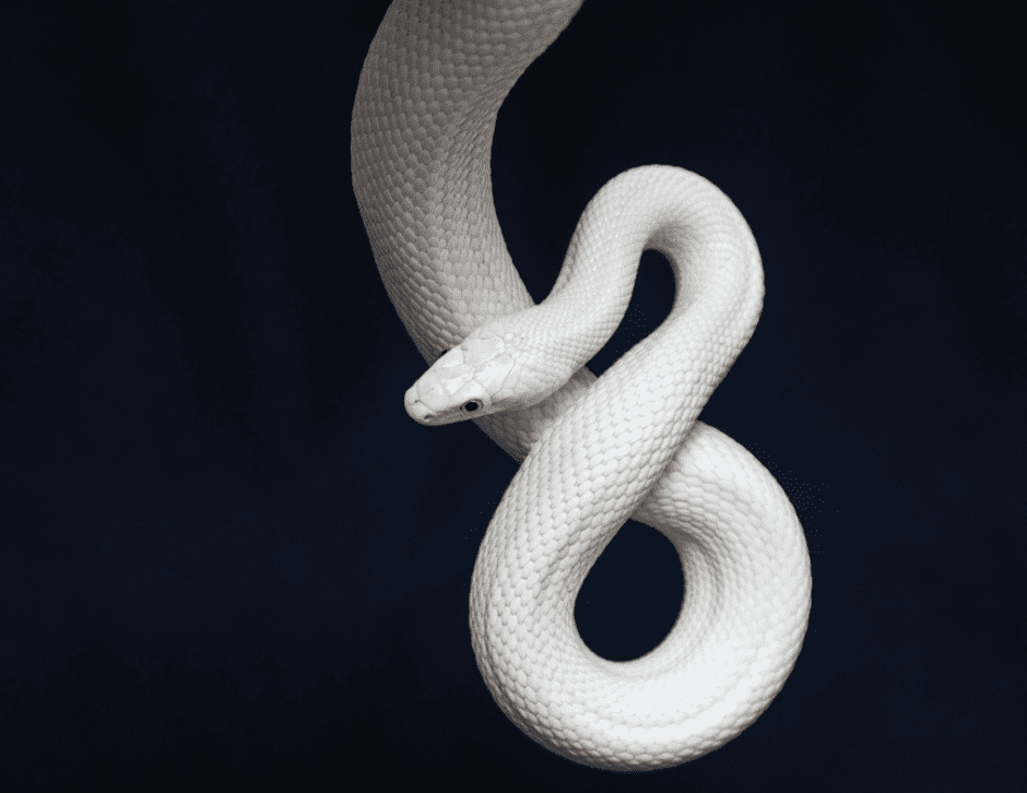 sonhar com cobra branca