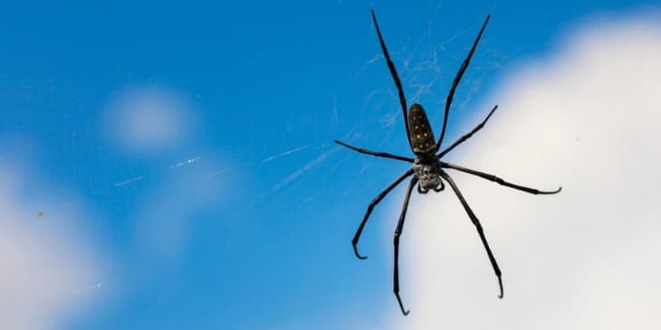 Aranha preta pendurada na sua teia com o ceu azul atras