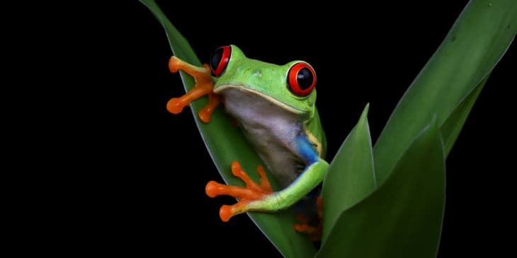 sapo verde com olhos vermelho em cima de uma folha de arvore