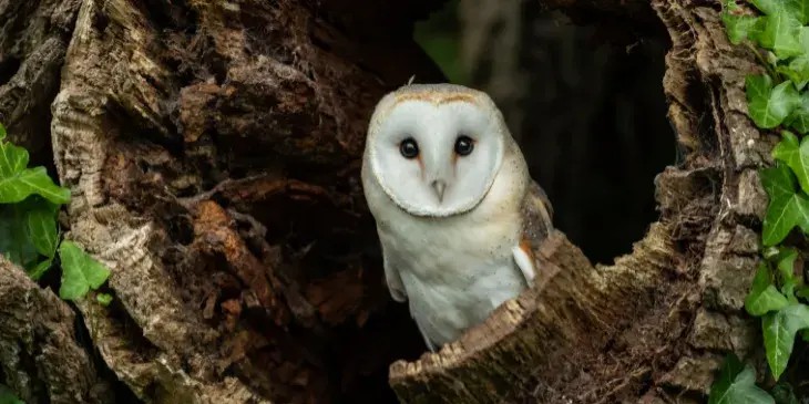 uma coruja branca em um tronco de arvore na floresta