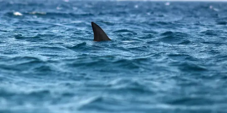 uma barbatana de tubar�o no meio do oceano