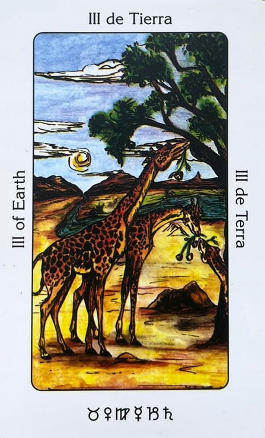 Duas girafas no deserto se alimentando de plantas de uma arvore .