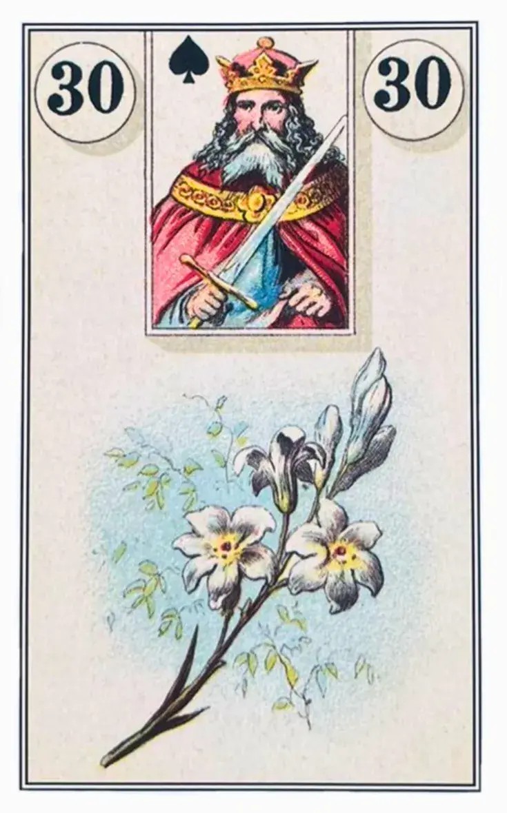 Uma flor de l�rio branco