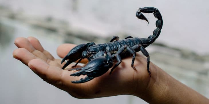 um escorpi�o preto e grande na m�o de uma pessoa