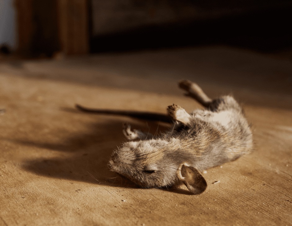 rato preto e morto no ch�o