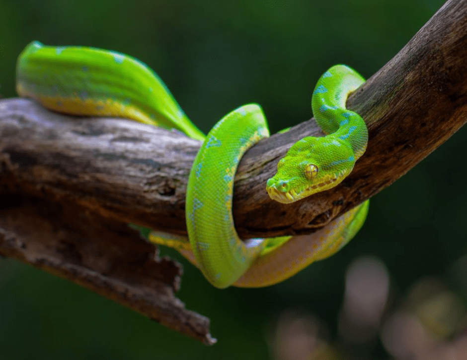 cobra verde na arvore - sonhar com cobra verde