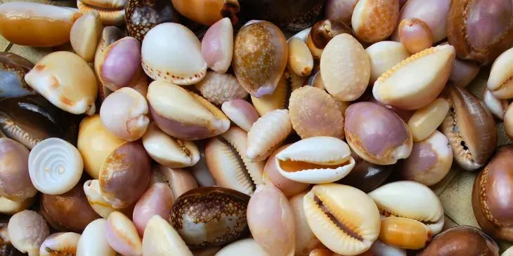 varias conchas de cores e tamanhos diferentes