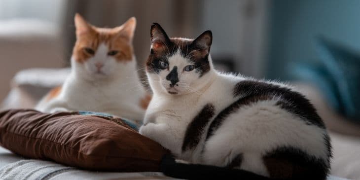 Dois gatos em cima de uma cama, um � branco e preto e o outro � brando e amarelo.