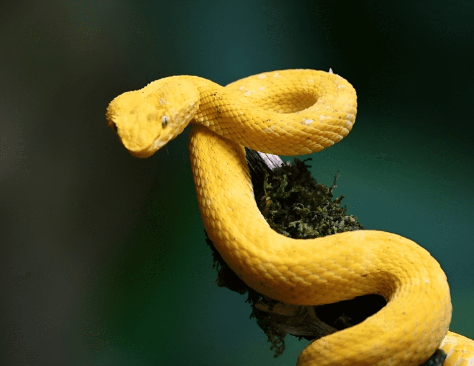 cobra amarela na arvore - sonhar com cobra amarela