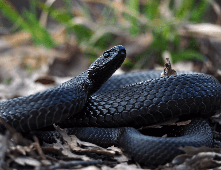 sonhar com cobra preta