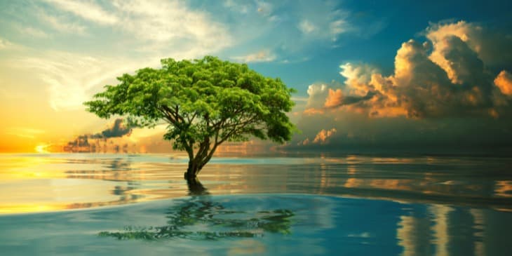 uma arvore verde e florida em um lago bonito em um por do sol