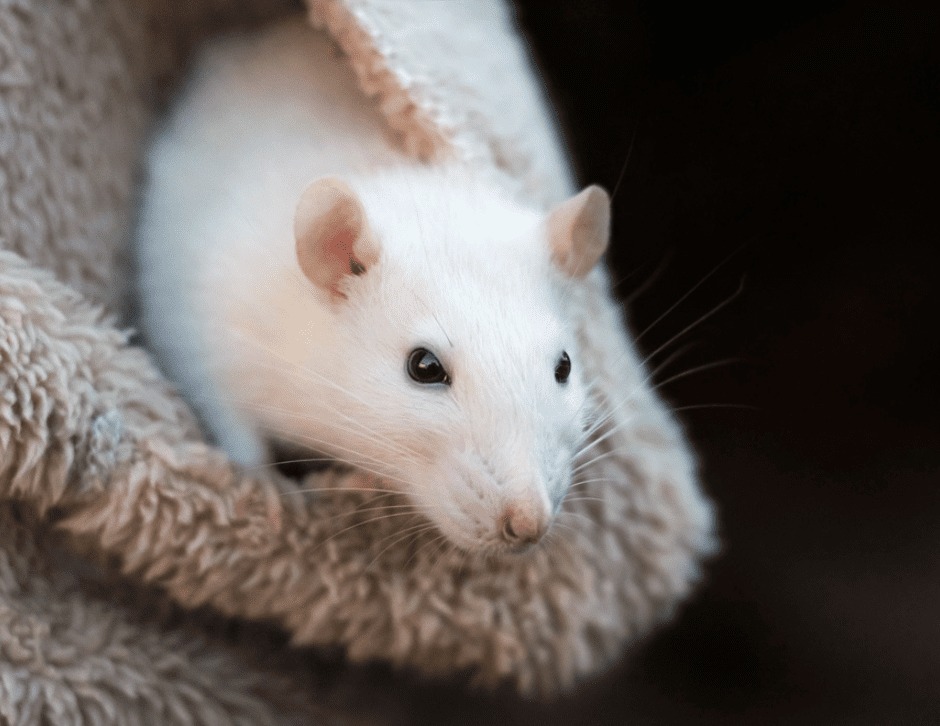 rato branco com olhos pretos