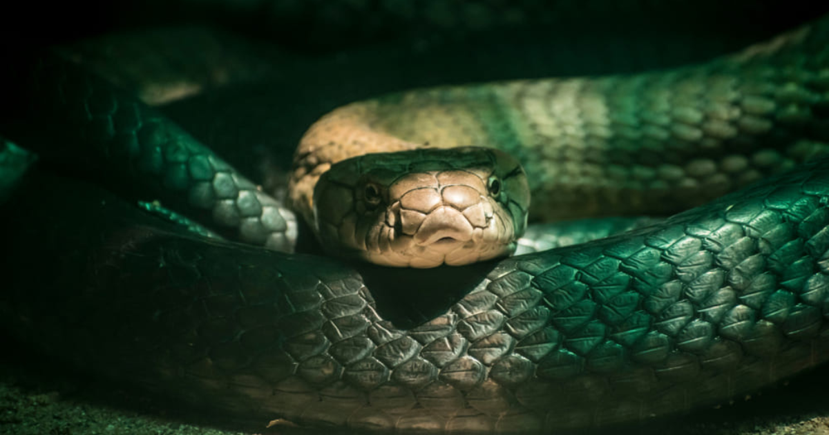 o que significa sonhar com cobras e serpentes