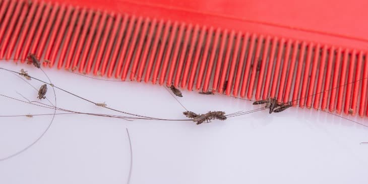 varios piolhos em um pente de cabelo vermelho com fios de cabelo preso nele