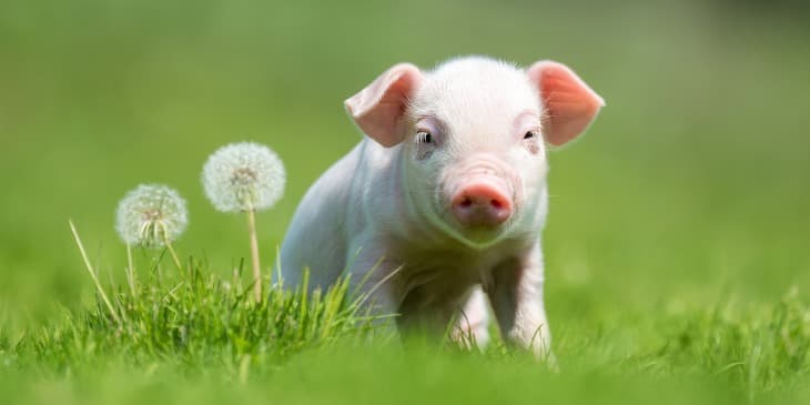 Um porco filhote rosa sentado na grama verde