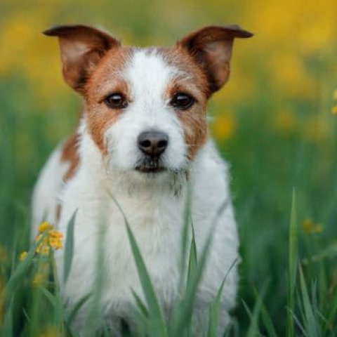 Significado de Sonhar com Cachorros: Simbolismo e Interpreta��es - Or�culos Web.