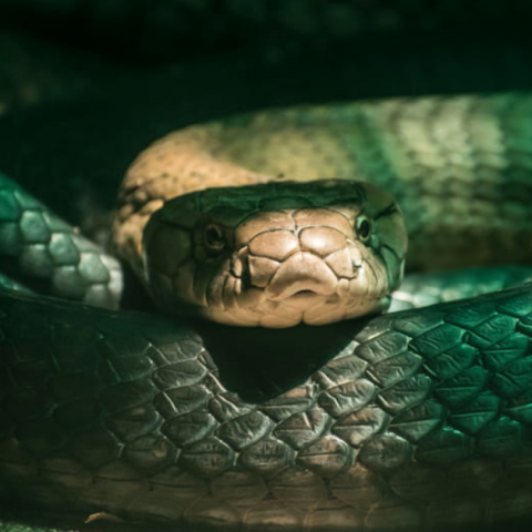 Significado de sonhar com cobra e serpente: simbolismo e interpreta��es - Or�culos Web