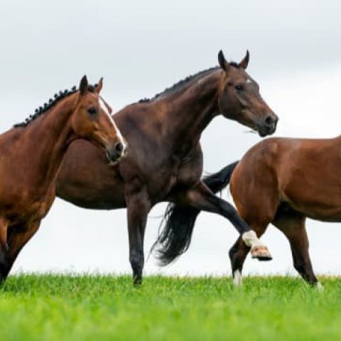 Significado de Sonhar com Cavalo: Simbolismo e Interpreta��es - Or�culos Web.