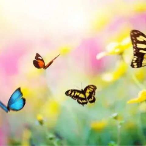 Significado de Sonhar com Borboleta: Simbolismo e Interpreta��es - Or�culos Web