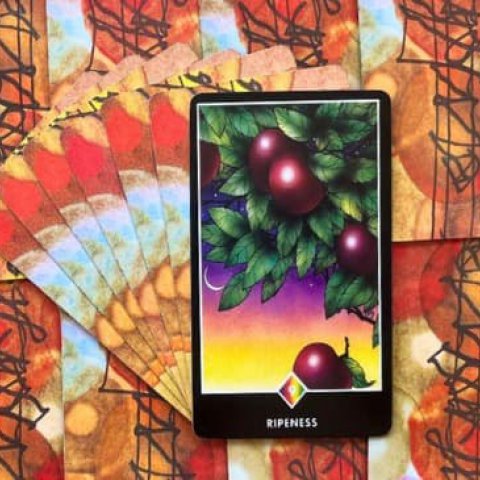 Tarot Zen Osho - Momento da Colheita (9 de Ouros): Significado e interpreta��o da carta - Or�culos Web.
