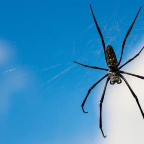 Significado de sonhar com Aranha: Simbolismo e interpreta��es - Or�culos Web