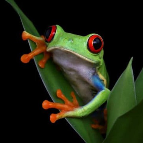 Significado de Sonhar com Sapo: Simbolismo e Interpreta��es - Or�culos Web.