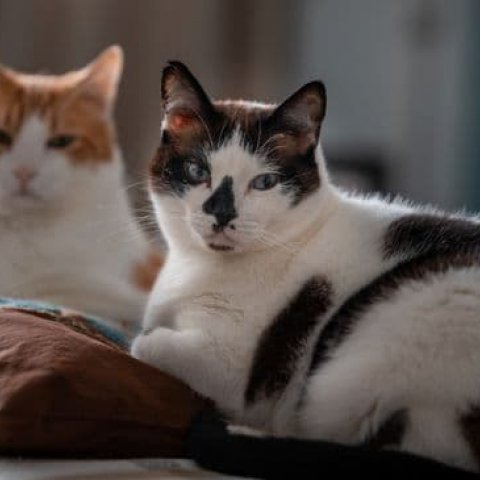 Significado de Sonhar com Gato: Simbolismo e Interpreta��es - Or�culos Web.