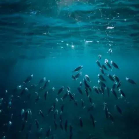 Significado de Sonhar com Peixes: Simbolismo e Interpreta��es - Or�culos Web